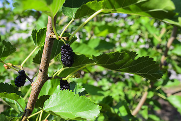 Image showing Mulberry