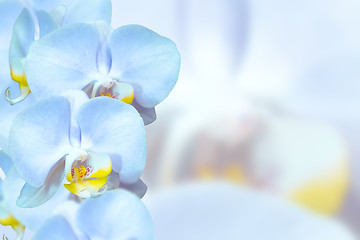 Image showing Romantic blue orchids flowers