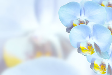 Image showing Delicate orchids with blue flowers