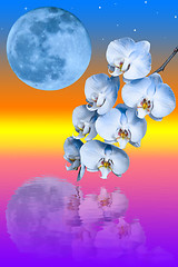 Image showing Branch of the blue orchid flower and big blue moon