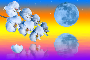 Image showing Big blue moon and branch of the orchids flowers