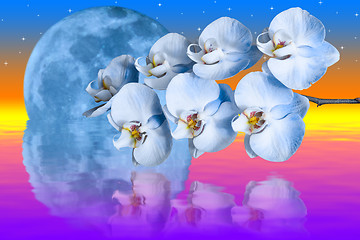 Image showing Giant blue moon and romantic orchids flower