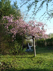 Image showing Japanese cherrytree