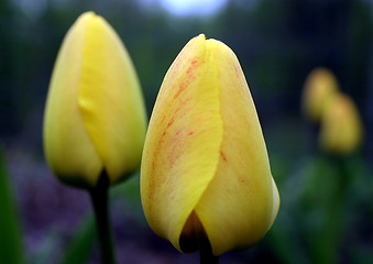 Image showing tulip