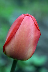 Image showing tulip