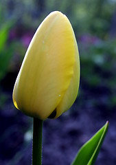 Image showing tulip