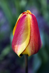 Image showing tulip