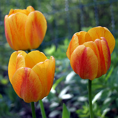 Image showing tulip