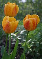 Image showing tulip