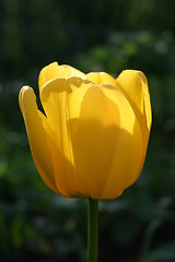 Image showing tulip