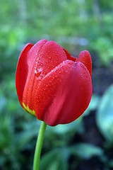 Image showing tulip