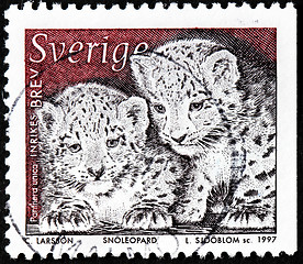 Image showing Snow Leopard Cubs