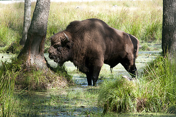 Image showing Aurochs 