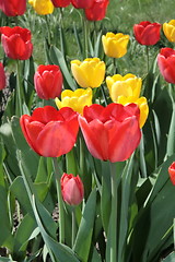 Image showing Red tulips