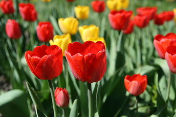 Image showing Blossom tulips