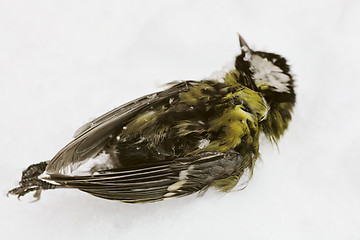 Image showing frozen dead bird on the snow