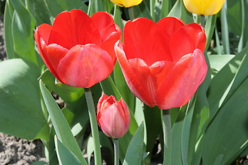 Image showing Red tulips