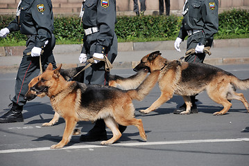 Image showing police with dogs walking on the street