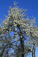 Image showing Blossomed pear-tree