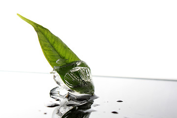 Image showing plant in ice cube