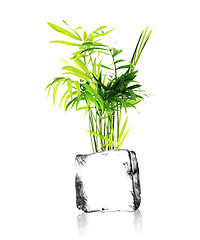 Image showing plant with ice cube