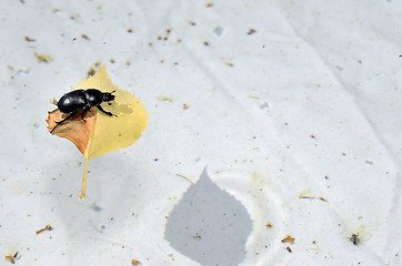 Image showing beetle on a leaf in the pool