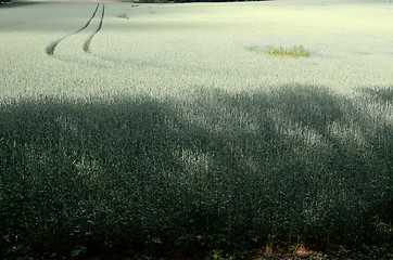 Image showing summer landscape, road in the field