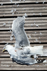 Image showing dead seagull with wings spread 