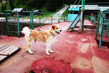 Image showing brown mongrel on the landing place in Russia