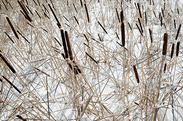 Image showing reed on snow-covered lake, winter landscape