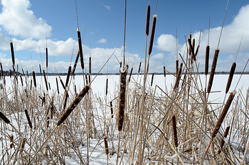 Image showing reed on snow-covered lake, clouds in the blue sky