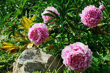 Image showing four blooming peony in the garden