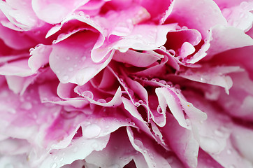 Image showing close up of blooming peony