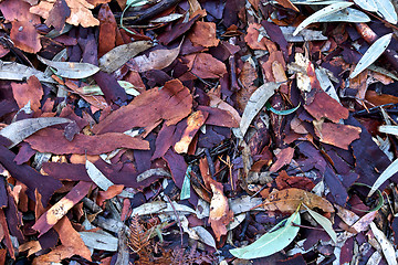 Image showing Leaves