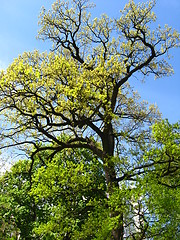 Image showing Huge old oak in the park