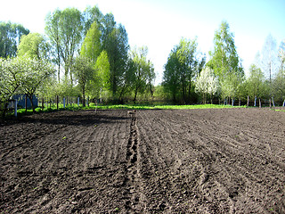 Image showing kitchen garden ready for planting of potato