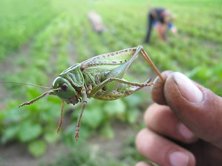 Image showing locust caught in the hand