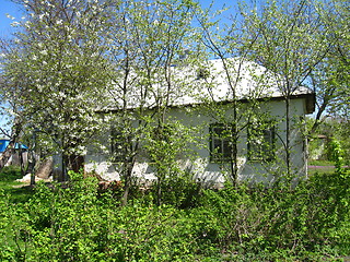 Image showing Rural manor with blossoming cherry tree