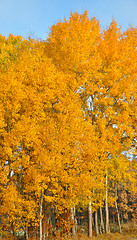 Image showing Aspen trees