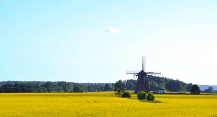 Image showing Rapeseed field with mill