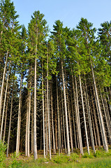 Image showing Spruce forest 