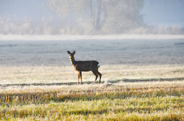 Image showing Roe deer in field