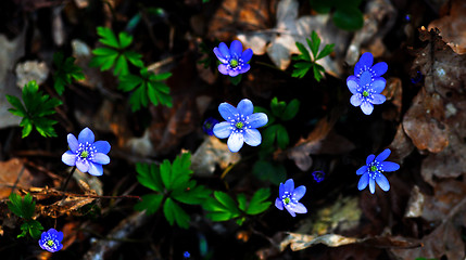 Image showing Blue anemone