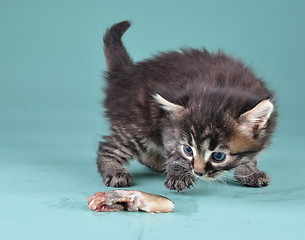 Image showing small kitten frightened and playing with fish