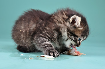 Image showing small kitten eats fish