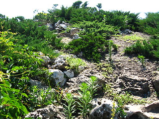 Image showing summer landscape with bushes and stones