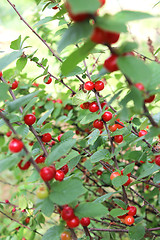 Image showing red berries of Prunus tomentosa on the branch