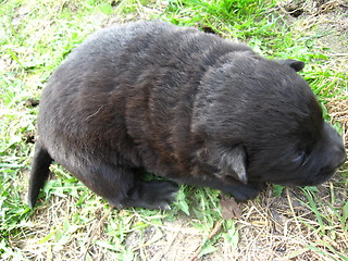 Image showing big black puppy