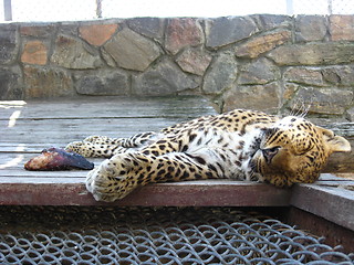 Image showing sleeping leopard and piece of meat near it