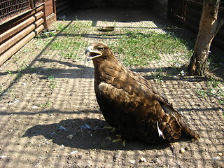 Image showing big golden eagle standing on the ground